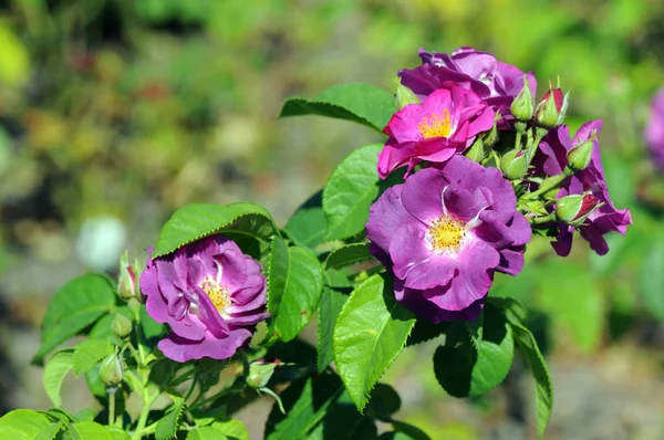 Purple beach roses (Rosa rugosa) in a gardening blooming — Stock Photo, Image