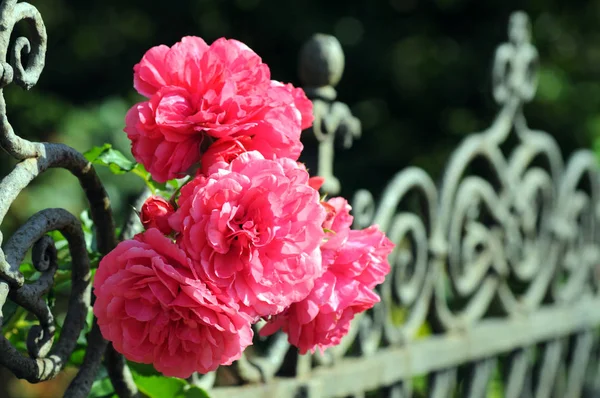 Růžové růže rozkvétají na zahradní plot. — Stock fotografie