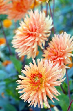 Yaz sonbahar turuncu dahlia çiçeği