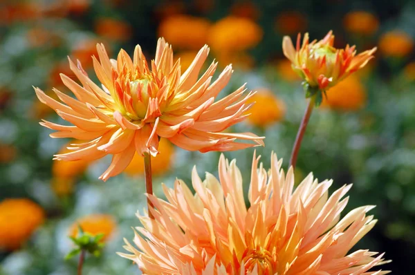 Orange dahlia blossom in summer autumn time — Stock Photo, Image