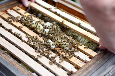 bal tarak arı bakıcısı üzerinde çalışıyor