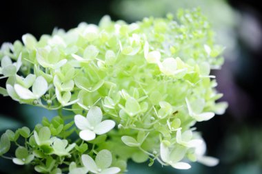 çiçek açan beyaz HORTENSIA bush