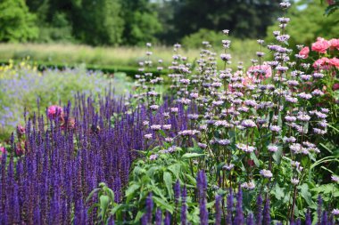Pembe gül flowerbed mor mavi adaçayı ve beyaz Lampwick ile 