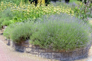 bahçeye Lavanta (Lavandula angustifolia) ve Lampwick bitki