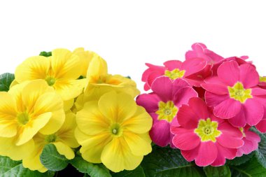 Sarı ve punk campanula'lar WHI, saksı içinde yüksek açı çözdüğünü