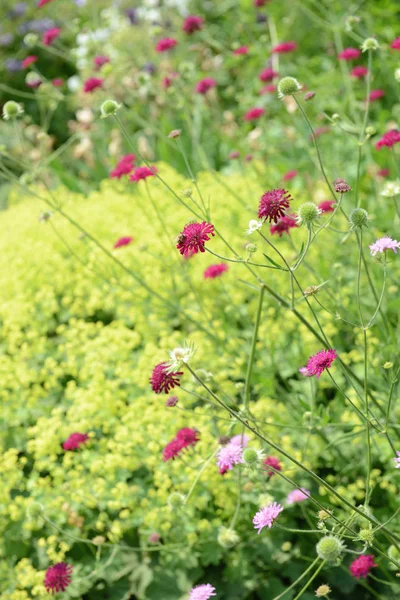 Blooming pink Knautia Macedonica. — Stock Photo, Image