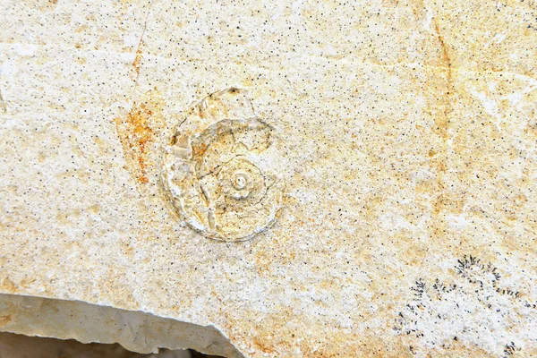 Ammonite fossile dans la roche calcaire. surface . — Photo