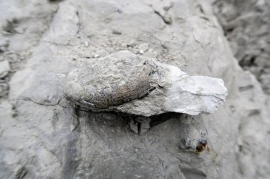 Deniz kestanesi Fosili tebeşir kaya. toplama.