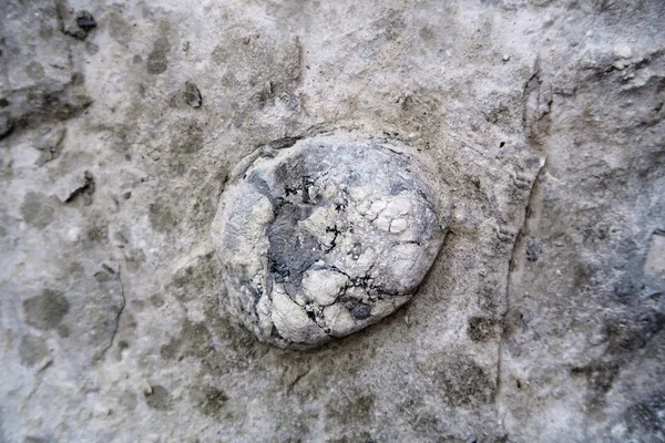 Oursin de mer fossile dans des roches calcaires. collecter . — Photo