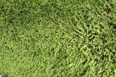 Yeşil yosunlar arka plan