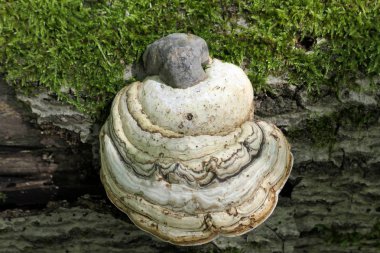 KAV mantarı (Fomes fomentarius)