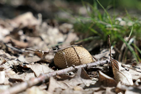 Bolas de tierra hongo (hongo esclerodermia ) — Foto de Stock