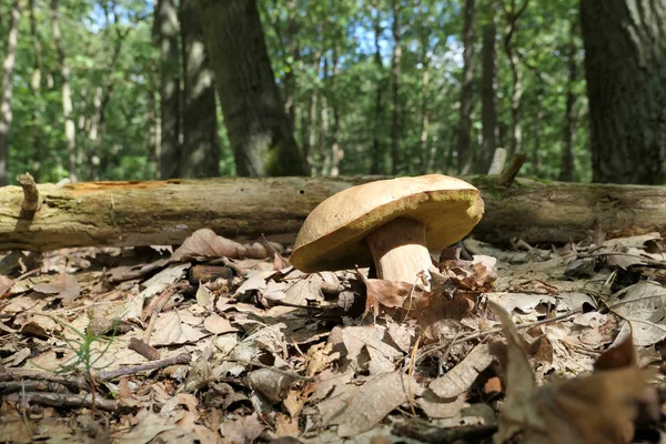 Bollo Centavo Hongo Que Crece Bosque Haya Bajo Hoja — Foto de Stock