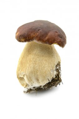 Penny topuz mantar beyaz izole arka planda.