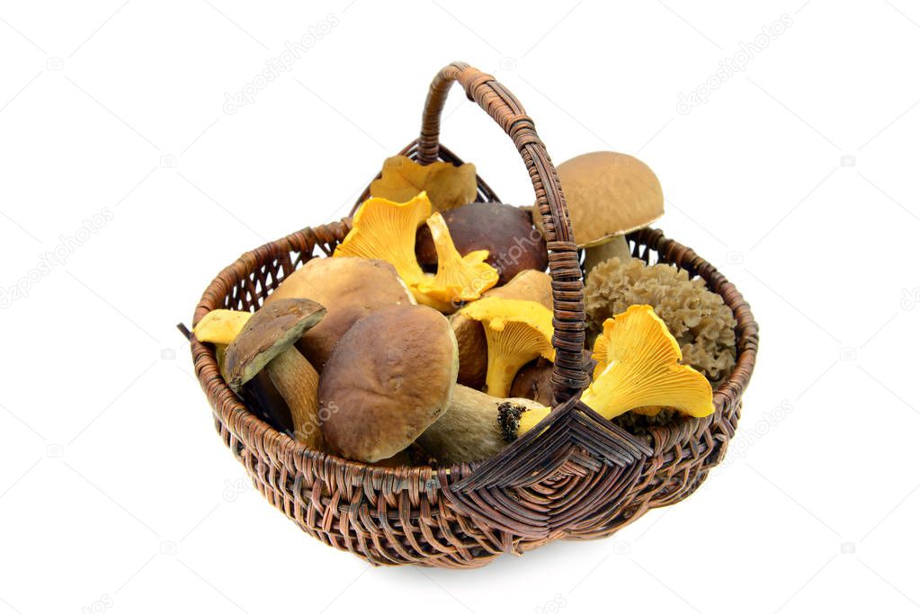 Basket full of edible mushrooms on white isolated background.