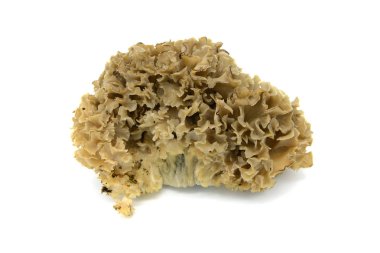 cauliflower fungus (Sparassis crispa) clipart