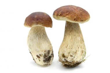 Penny topuz mantar beyaz izole arka planda.