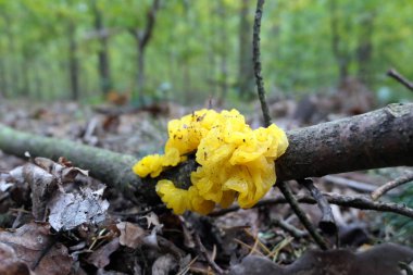 Altın jöle mantar (Tremella mesenterica)
