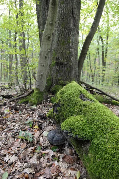 Старый грибок (Fomes fomentarius) на стволе мёртвого дерева . — стоковое фото