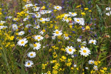 yabani papatya (Matricaria chamomilla)