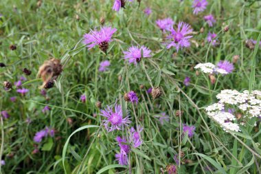 brownray knapweed (Centaurea) bir çayır çiçek. Bitkisel bitki
