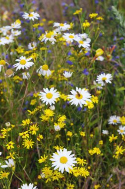 yabani papatya (Matricaria chamomilla)