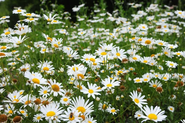 Gänseblümchenblümchen auf einer Wiese — Stockfoto