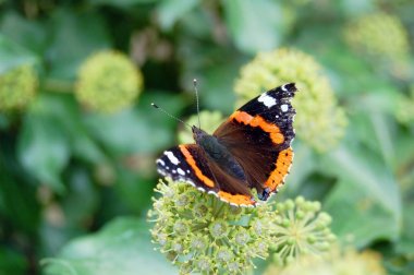 Ivy flowerheads üzerinde kırmızı Amiral (Vanessa atalanta) kelebek