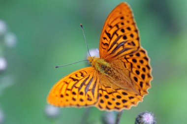  Gümüş renginde Fritiller (Argynnis paphia) Kelebek