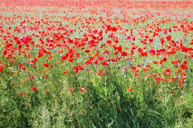 haşhaş alanında kırmızı: yaz saati.
