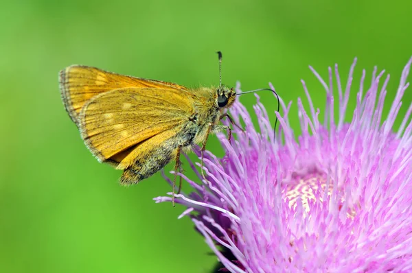 Grande Skipper (Ochlodes sylvanus) borboleta — Fotografia de Stock