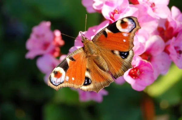 Pavão europeu (Aglais io) em flor de bergênia — Fotografia de Stock