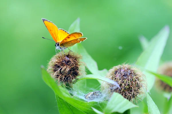 Borboleta de cobre escassa (Lycaena virgaureae) — Fotografia de Stock