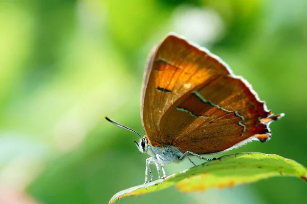 Risca de cabelo marrom (Thecla betulae) borboleta — Fotografia de Stock