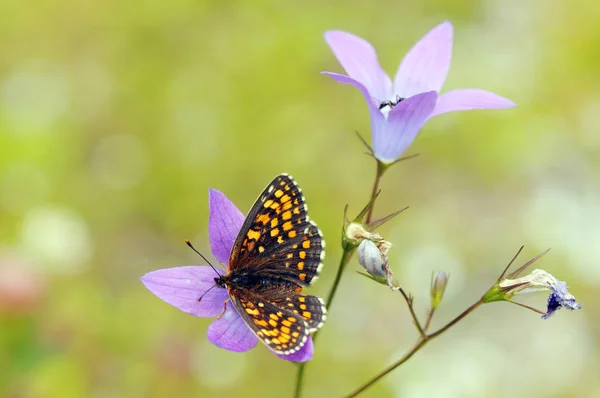 Falso Saúde Fritilária borboleta (Melitaea diamina ) — Fotografia de Stock