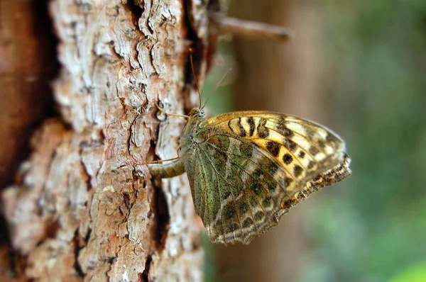 Fritilário lavado a prata (Argynnis paphia) borboleta — Fotografia de Stock