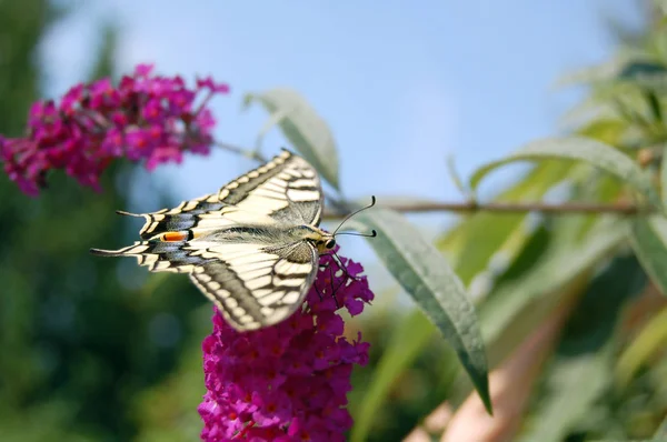 Borboleta de rabo de andorinha amarela comum (Papilio machaon ) — Fotografia de Stock