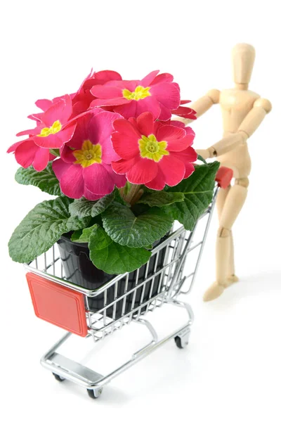 Figura de madera que lleva la onagra maceta rosa en un carrito de compras a — Foto de Stock