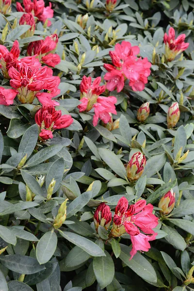 Rhododendron bush bloosom on springtime. — Stock Photo, Image
