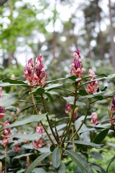 Ormangülü bush bloosom bahar üzerinde.