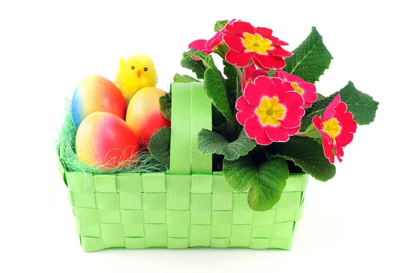 Cesta de ovo de Páscoa com ovos coloridos de frango e prímula rosa — Fotografia de Stock