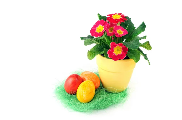 Ninho de ovos de Páscoa com vaso e flor de primula florescendo — Fotografia de Stock