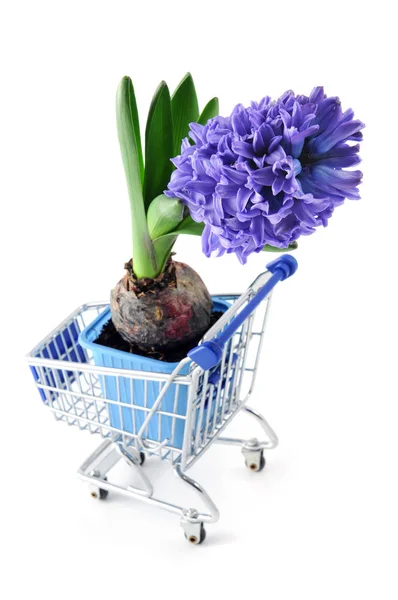 Fowerpot con flor de jacinto azul en carrito de la compra — Foto de Stock