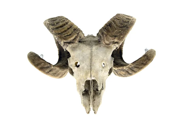 Sheep skull on white isolated background — Stock Photo, Image