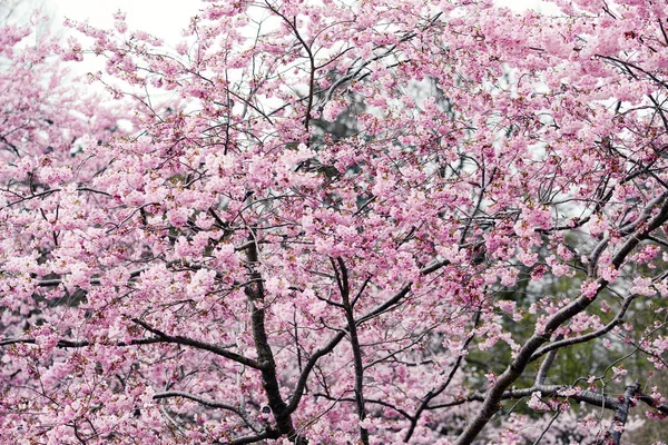 Rózsaszín cseresznyefa virágzik a tavaszi — Stock Fotó