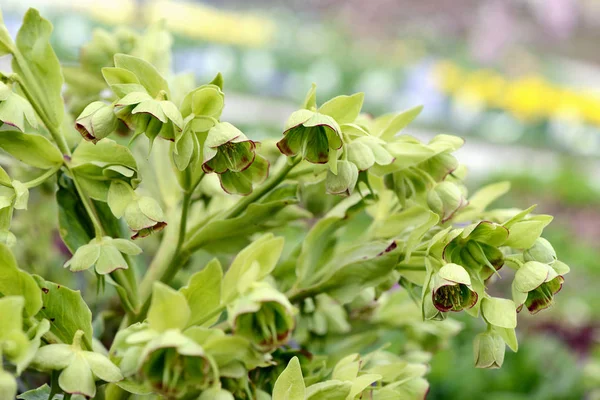 Hellebourus foetidus květy na jaře. — Stock fotografie