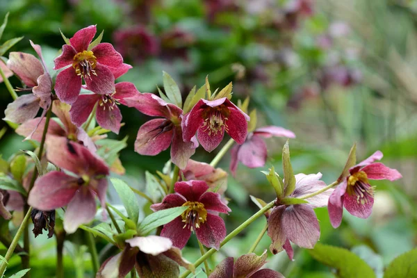 Red purple Hellebore hybrids blossom in garden — Stock Photo, Image