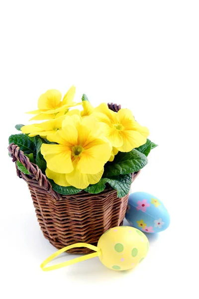 Flowerpot of yellow primula with Easter eggs. — Stock Photo, Image