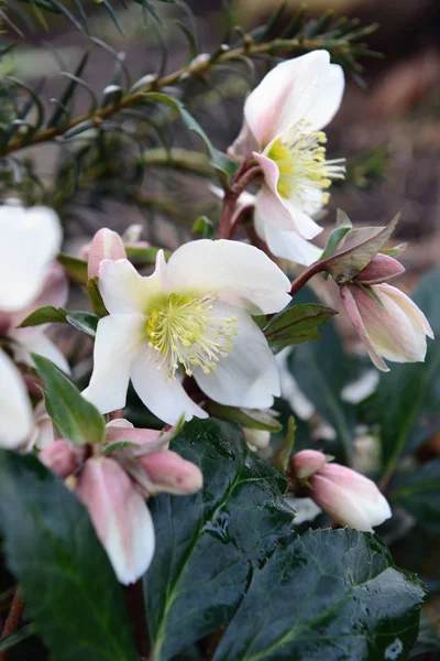 White hellebore blooming in springtime. — Stock Photo, Image