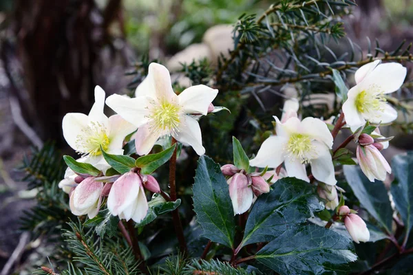 White hellebore blooming in springtime. — Stock Photo, Image